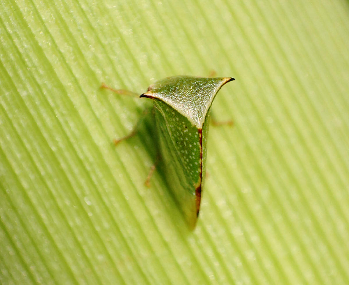 Stictocephala bisonia